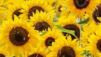 Energie update Gele Zon levenspad 27 juni - 9 juli 2022